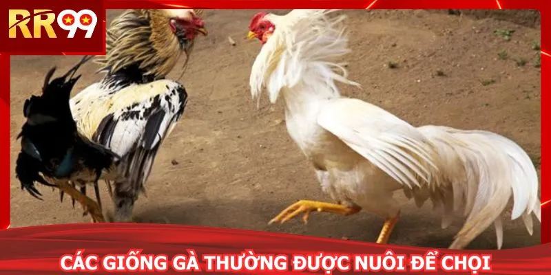 Các giống gà thường được nuôi để chọi