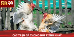 Các Trận Gà Thomo Nổi Tiếng Nhất Lịch Sử Tại RR99