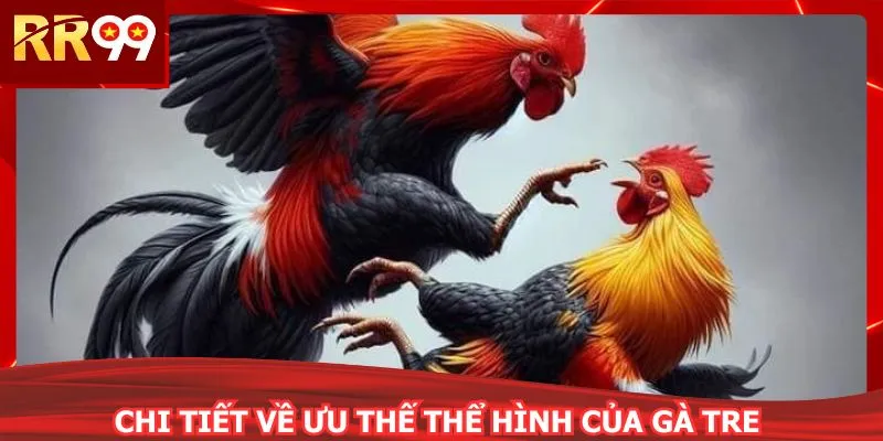 Chi tiết về ưu thế thể hình của gà tre