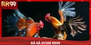 Đá Gà SV368 RR99 - Chốt Kèo Thơm, Lượm Tiền Cực Đã