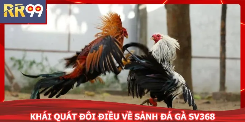 Khái quát đôi điều về sảnh đá gà SV368
